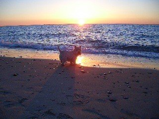 Solopgang i Skagen